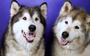 Preview wallpaper dogs, husky, couple, leisure, muzzle