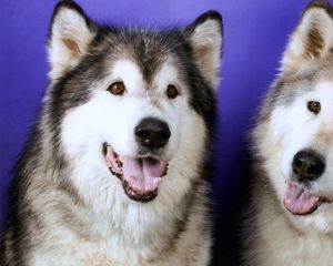 Preview wallpaper dogs, husky, couple, leisure, muzzle