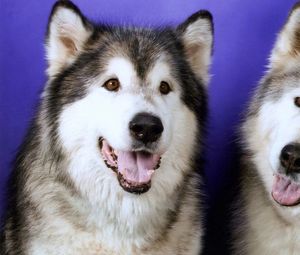 Preview wallpaper dogs, husky, couple, leisure, muzzle