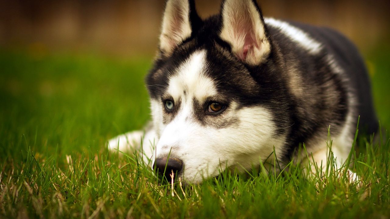 Wallpaper dogs, husky, down, sad, grass, muzzle