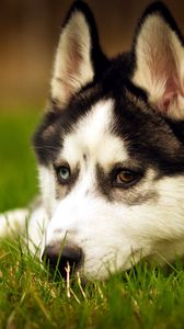 Preview wallpaper dogs, husky, down, sad, grass, muzzle