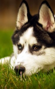 Preview wallpaper dogs, husky, down, sad, grass, muzzle