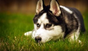Preview wallpaper dogs, husky, down, sad, grass, muzzle