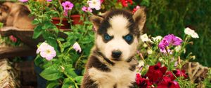 Preview wallpaper dogs, husky, face, flowers, baby