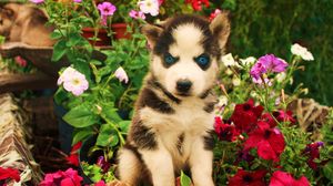 Preview wallpaper dogs, husky, face, flowers, baby