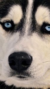 Preview wallpaper dogs, husky, muzzle, eyes