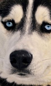 Preview wallpaper dogs, husky, muzzle, eyes