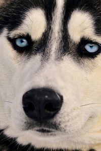 Preview wallpaper dogs, husky, muzzle, eyes