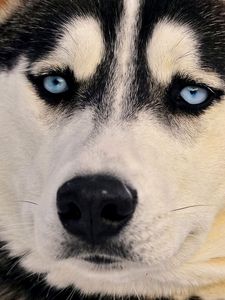 Preview wallpaper dogs, husky, muzzle, eyes