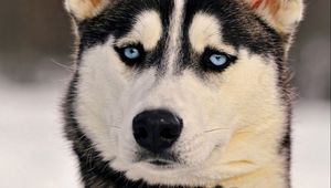 Preview wallpaper dogs, husky, muzzle, eyes