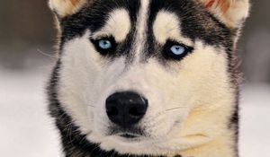 Preview wallpaper dogs, husky, muzzle, eyes