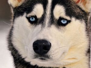 Preview wallpaper dogs, husky, muzzle, eyes