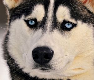 Preview wallpaper dogs, husky, muzzle, eyes