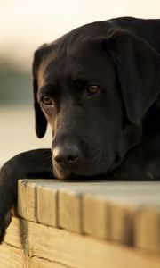 Preview wallpaper dogs, labrador, down, sad