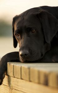 Preview wallpaper dogs, labrador, down, sad