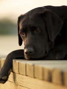 Preview wallpaper dogs, labrador, down, sad