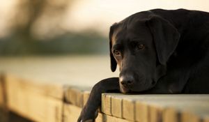 Preview wallpaper dogs, labrador, down, sad