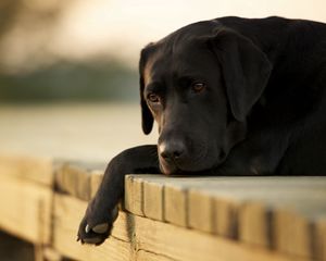 Preview wallpaper dogs, labrador, down, sad