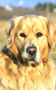 Preview wallpaper dogs, labrador, face, collar