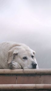 Preview wallpaper dogs, labrador, lie, nebulae, anticipation, sadness