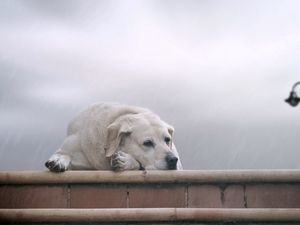 Preview wallpaper dogs, labrador, lie, nebulae, anticipation, sadness