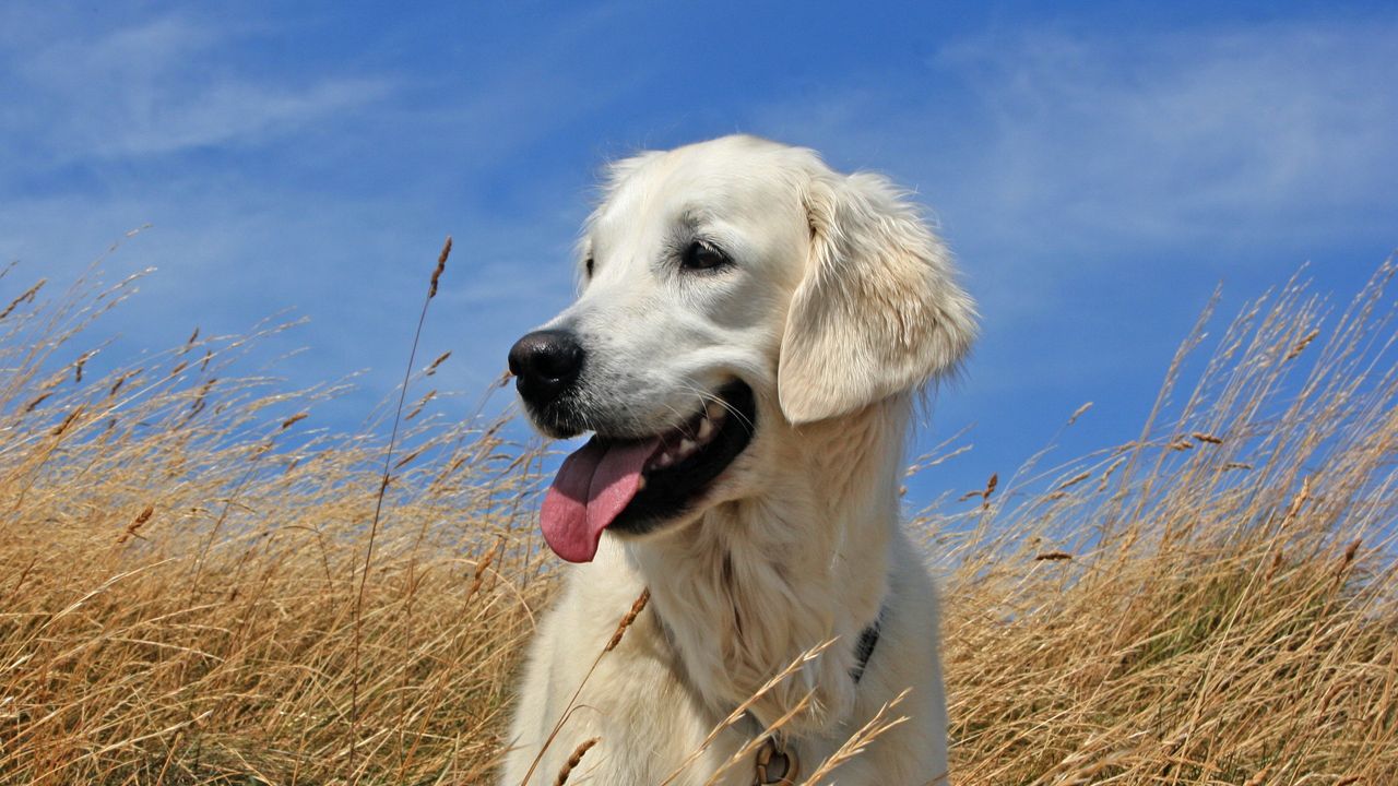 Wallpaper dogs, labrador, lying, grass