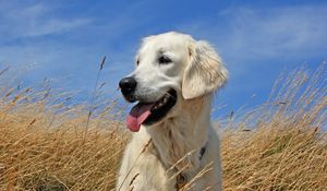 Preview wallpaper dogs, labrador, lying, grass