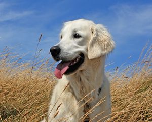 Preview wallpaper dogs, labrador, lying, grass