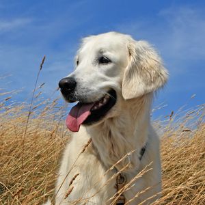 Preview wallpaper dogs, labrador, lying, grass