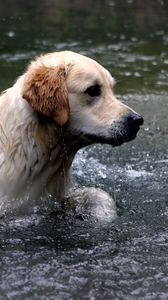 Preview wallpaper dogs, labrador, water, spray, swim