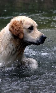 Preview wallpaper dogs, labrador, water, spray, swim