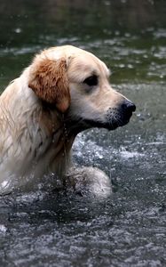 Preview wallpaper dogs, labrador, water, spray, swim