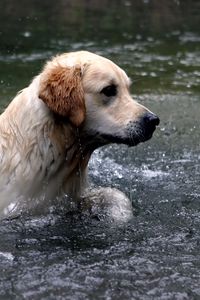 Preview wallpaper dogs, labrador, water, spray, swim