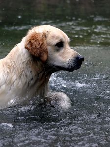 Preview wallpaper dogs, labrador, water, spray, swim