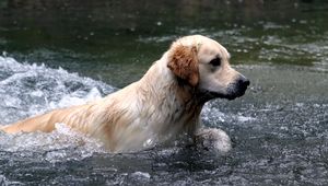 Preview wallpaper dogs, labrador, water, spray, swim