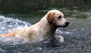 Preview wallpaper dogs, labrador, water, spray, swim