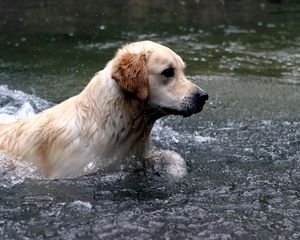 Preview wallpaper dogs, labrador, water, spray, swim