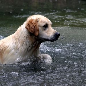 Preview wallpaper dogs, labrador, water, spray, swim