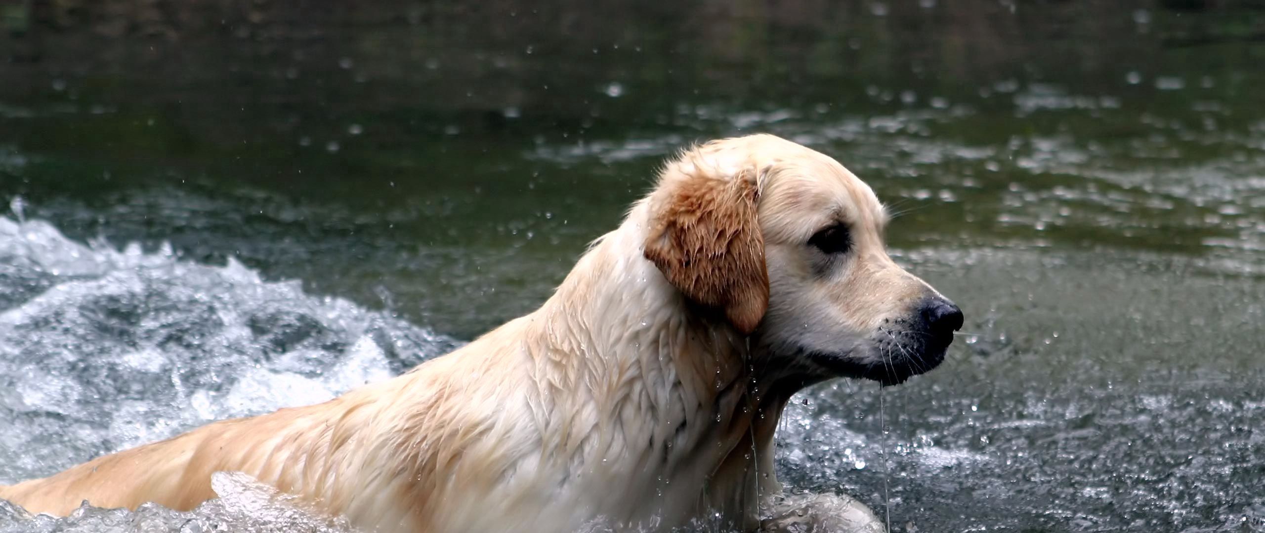 Download wallpaper 2560x1080 dogs, labrador, water, spray, swim dual