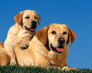 Preview wallpaper dogs, labradors, couple, baby, puppy, care