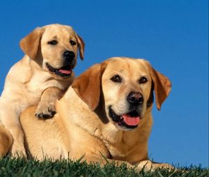 Preview wallpaper dogs, labradors, couple, baby, puppy, care