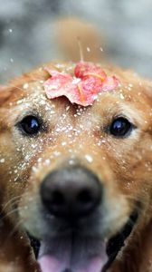 Preview wallpaper dogs, leaf, snow, open mouth