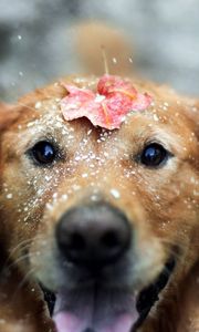 Preview wallpaper dogs, leaf, snow, open mouth