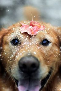 Preview wallpaper dogs, leaf, snow, open mouth