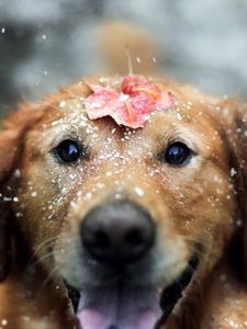 Preview wallpaper dogs, leaf, snow, open mouth