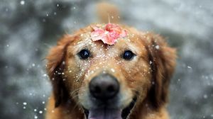 Preview wallpaper dogs, leaf, snow, open mouth