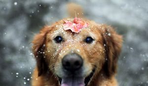Preview wallpaper dogs, leaf, snow, open mouth