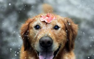 Preview wallpaper dogs, leaf, snow, open mouth