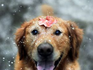 Preview wallpaper dogs, leaf, snow, open mouth
