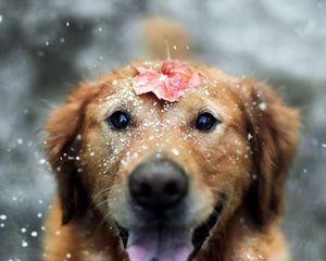 Preview wallpaper dogs, leaf, snow, open mouth